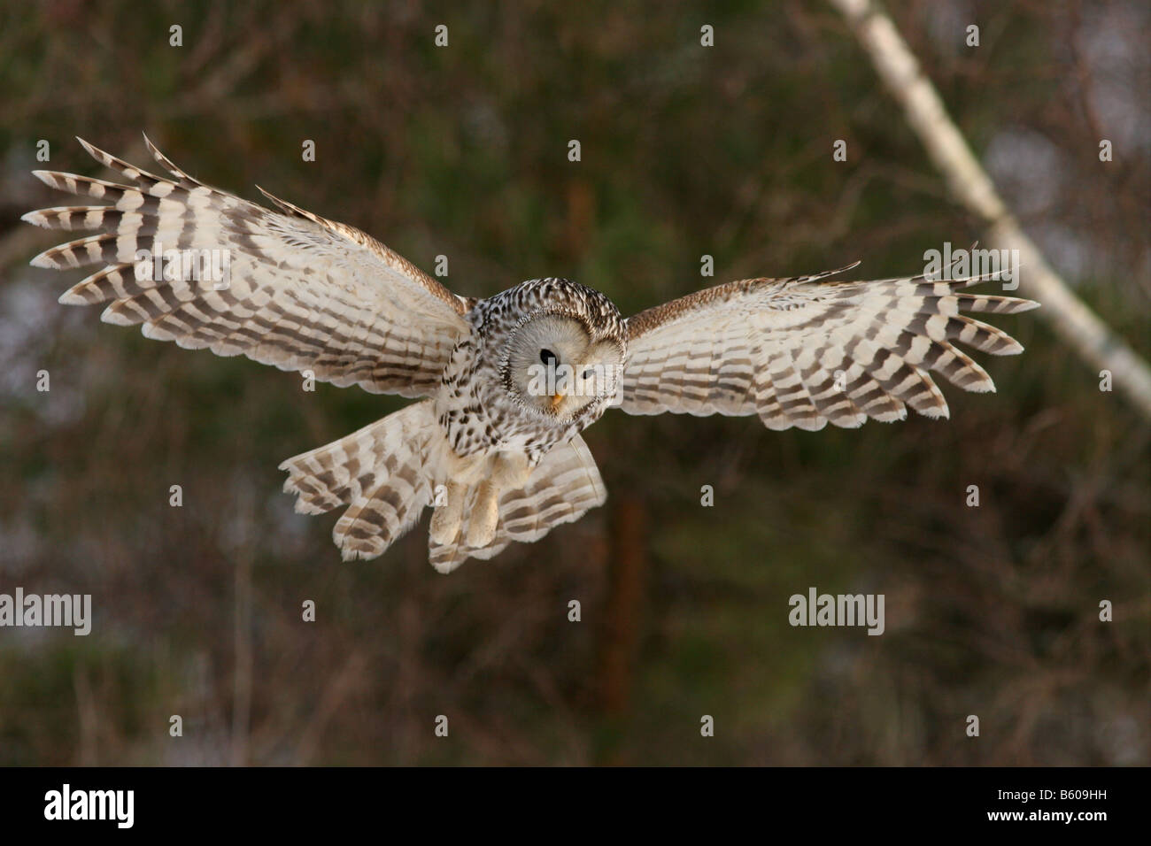Ural owl (Strix uralensis) hunting. Stock Photo