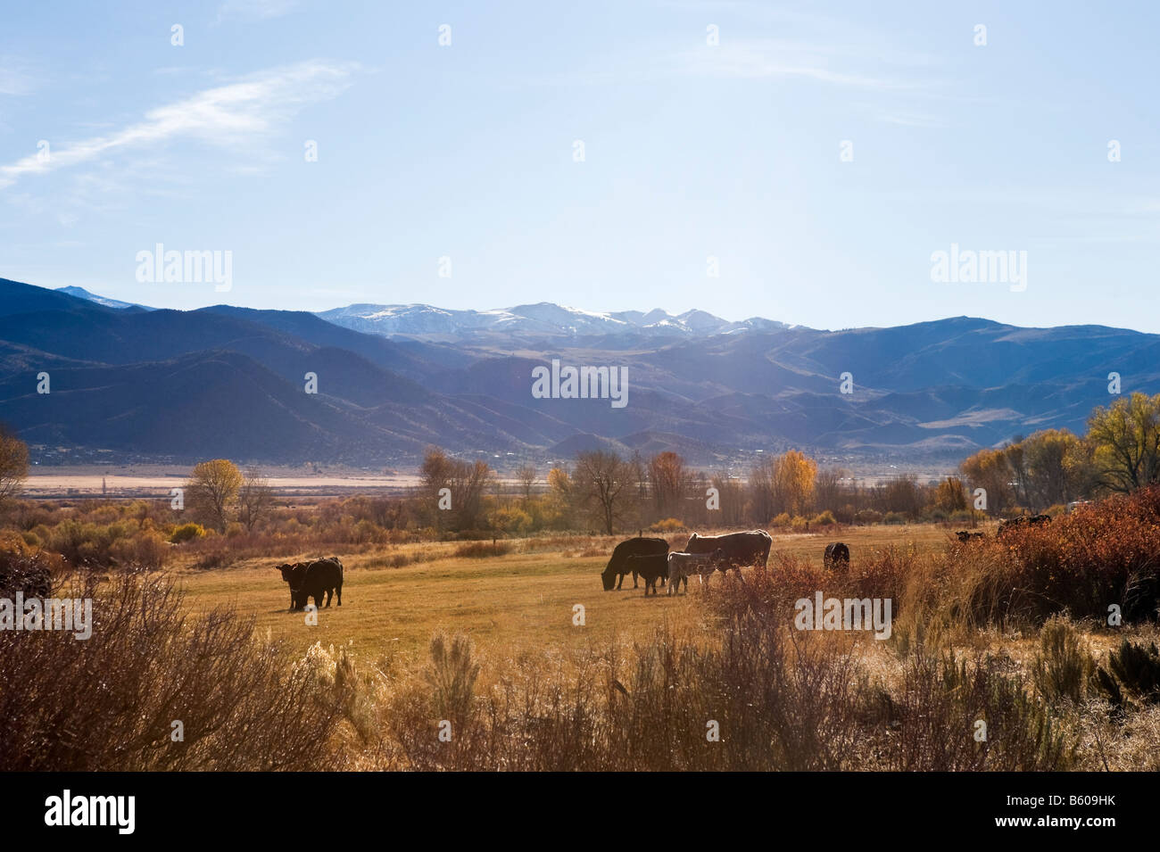 Cattle farm in the Fall with the Sierra Nevada mountains in the distance, High Sierra on US 395 just south of Nevada, California Stock Photo