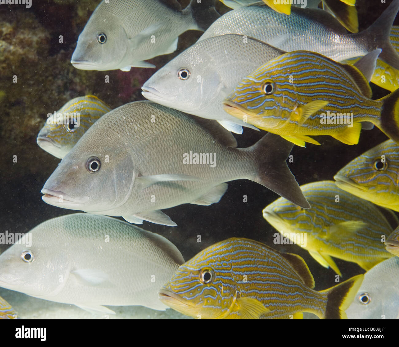 A school of Caesar Grunts and White Margates swim by the photographer Stock Photo
