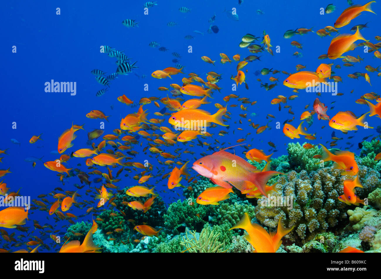 Pseudanthias squamipinnis soft coral and scuba diver and Lyratail anthias, Red Sea Stock Photo