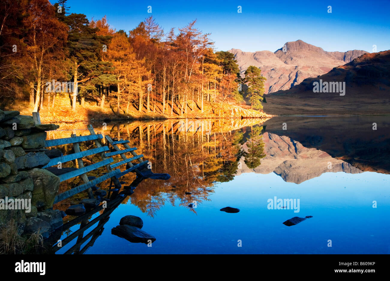 Early morning sun lights autumn trees on the shores of Blea Tarn and Langdale Pikes reflected in still water, Lake District, UK Stock Photo