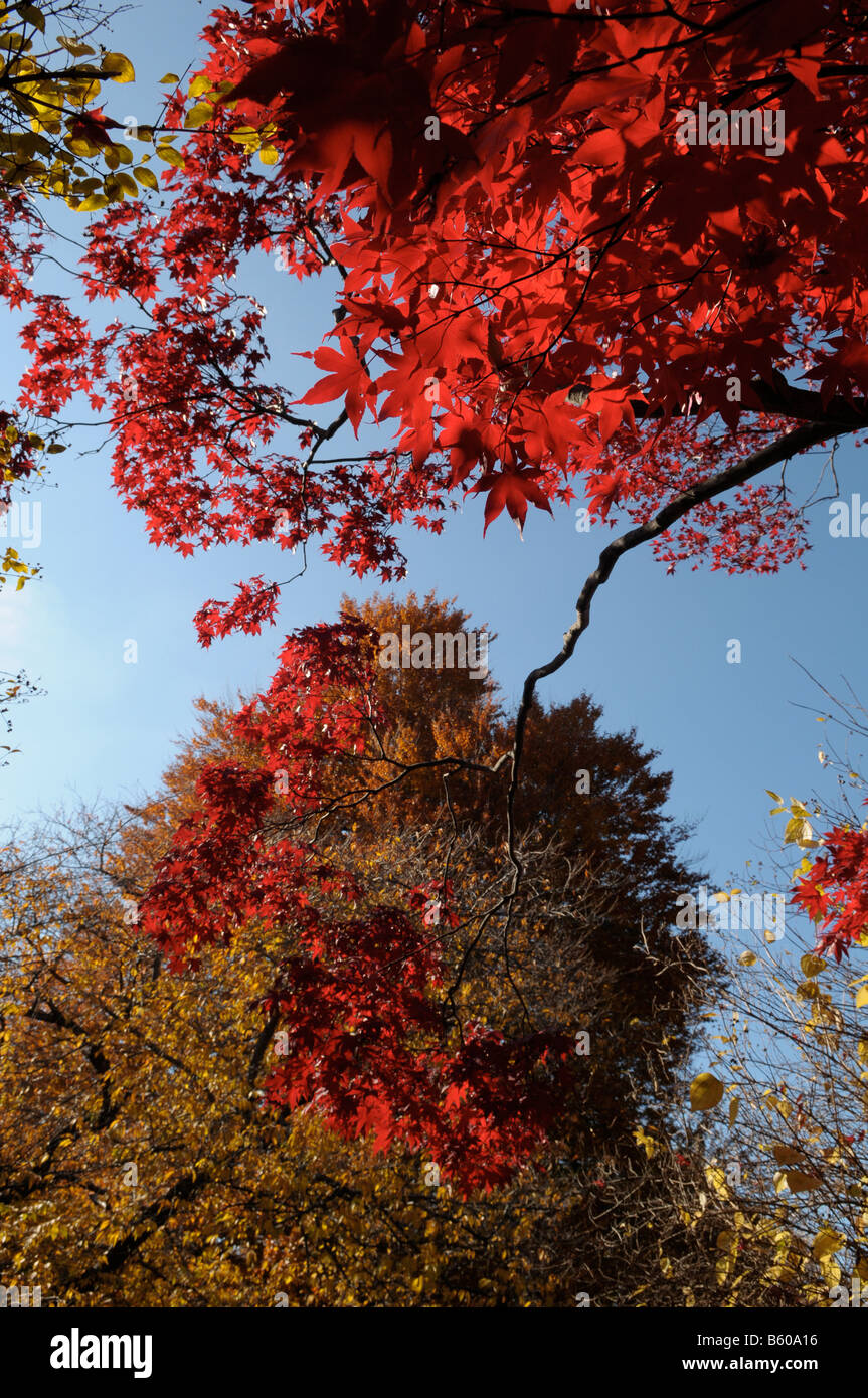 Japanese maple foliage hi-res stock photography and images - Alamy