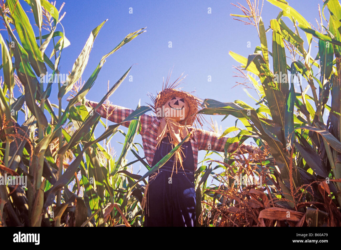 Halloween scarecrow in a corn field at Summerset Farm Santa Ynez Stock