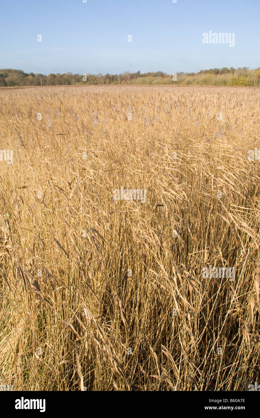 Marsh reed suffolk hires stock photography and images Alamy
