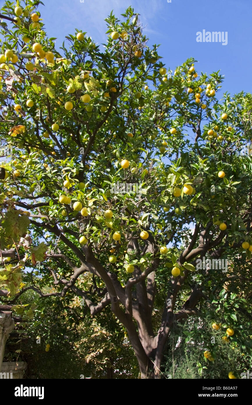 Small Lemon in Sorrento Salerno Campania Italy Stock Photo