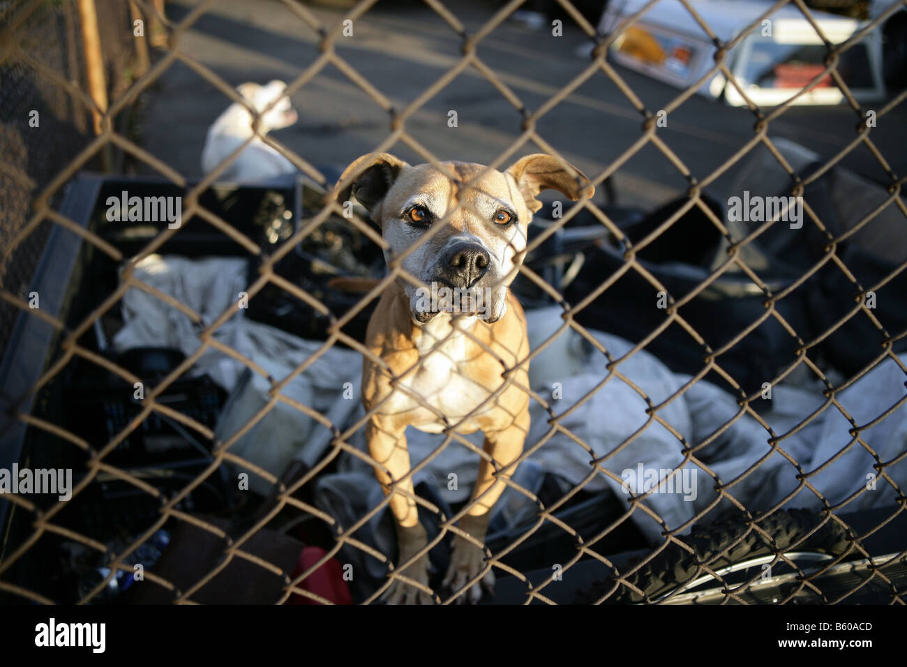 Mean junkyard dog at a garage in New Haven Connecticut USA Stock Photo