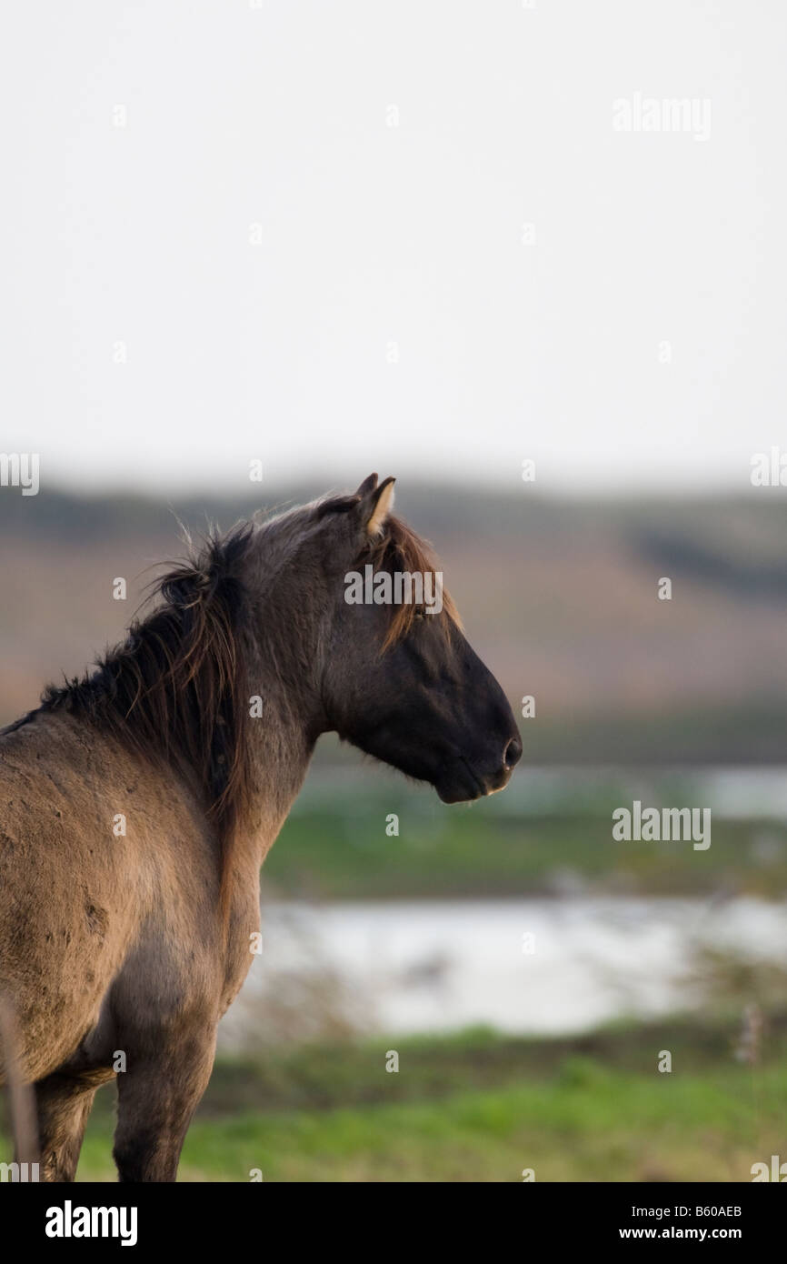 Konik pony on a coastal marshland Suffolk UK autumn Stock Photo