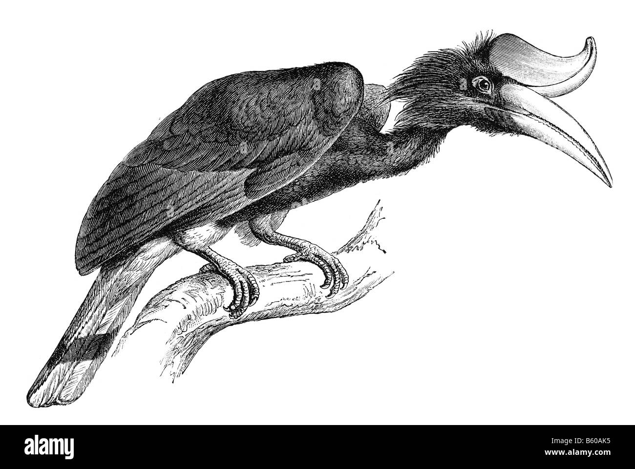 Great Hornbill, Buceros bicornis Stock Photo