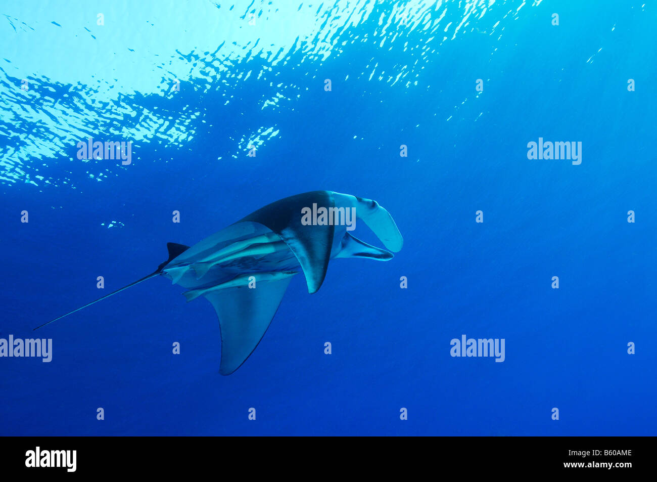 Manta birostris Echeneis naucrates Manta ray with suckerfish, Red Sea Stock Photo