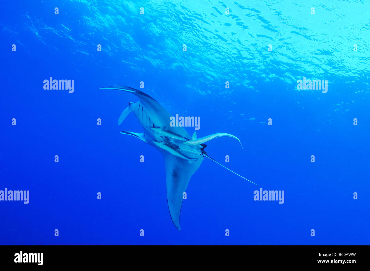 Manta birostris and  Echeneis naucrates Manta ray with suckerfish, Red Sea Stock Photo