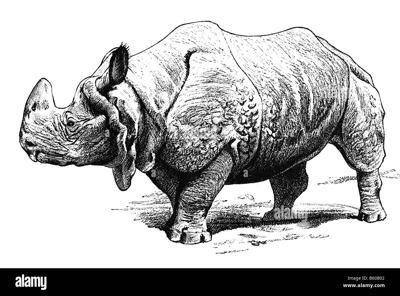 Rhinoceros (Rhinoceros indicus) Stock Photo