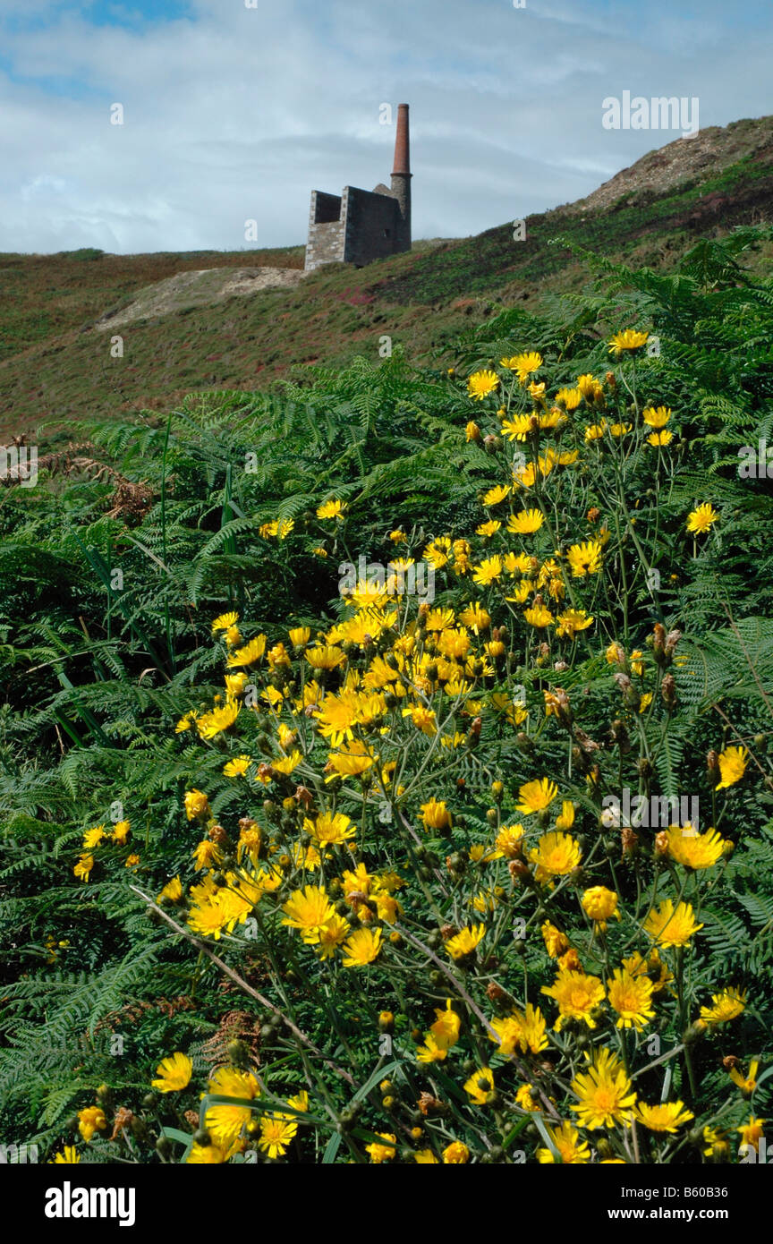 Narrow leaved hawkweed Hieracium umbellatum Asteraceae Cornwall UK Stock Photo