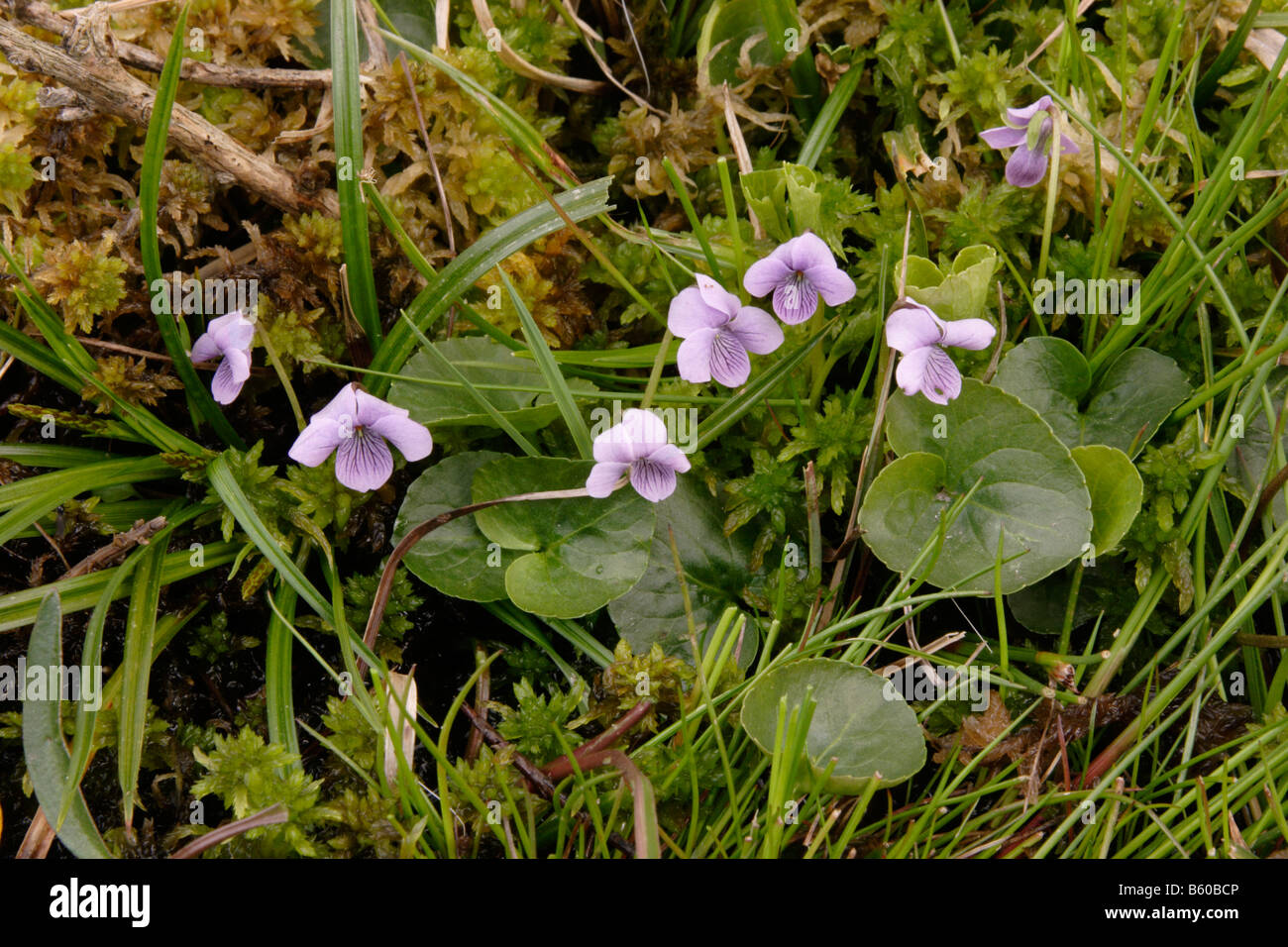 Marsh violet Viola palustris Violaceae in a bog UK Stock Photo Alamy
