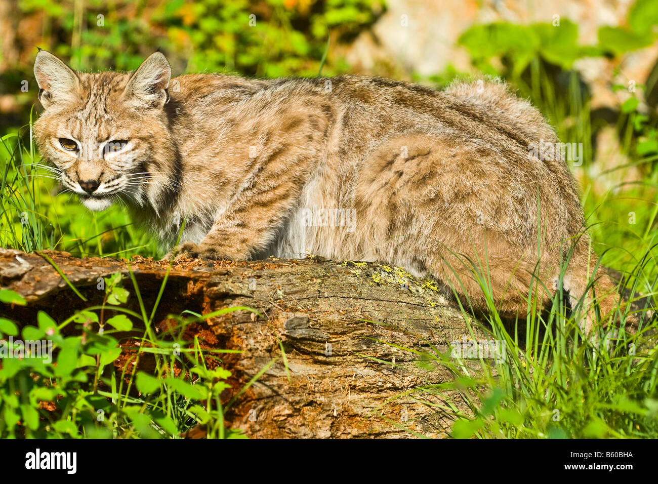 Bobcat alert and crouched on a rotted log in a wooded environment - controlled conditions Stock Photo