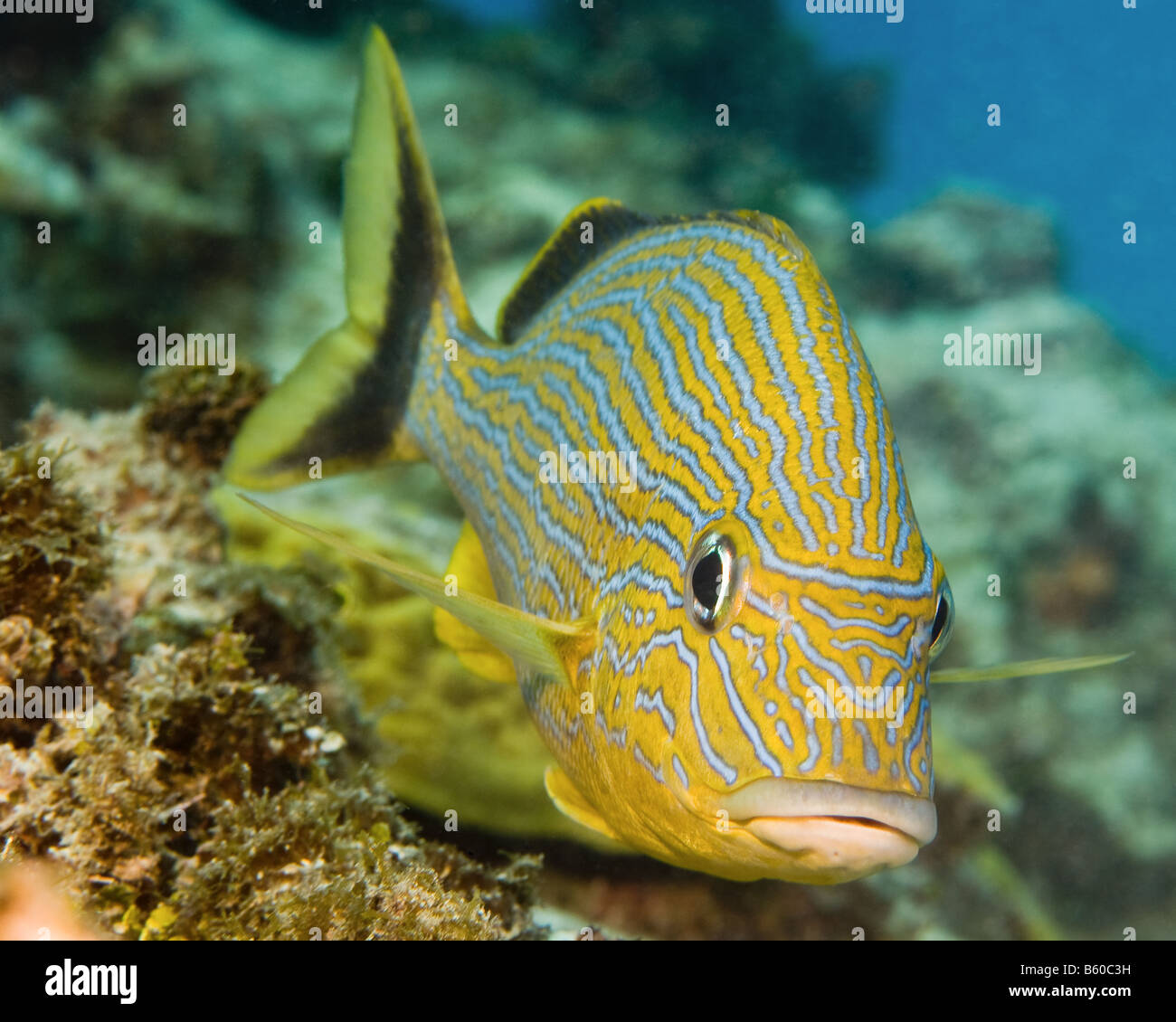A Bluestriped Grunt silently glides by the photographer. Stock Photo