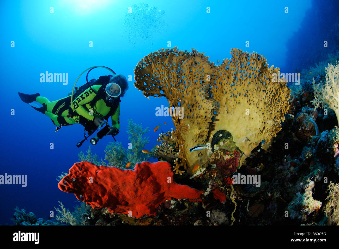 Latrunculia magnifica, Negombata magnifica and scuba diver and fire sponge, Red Sea Stock Photo