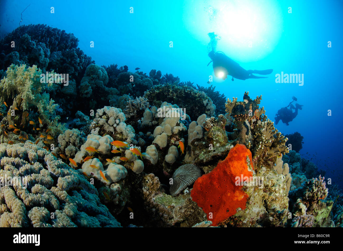 scuba diver at colorful coral reef with hard corals, Red Sea Stock Photo