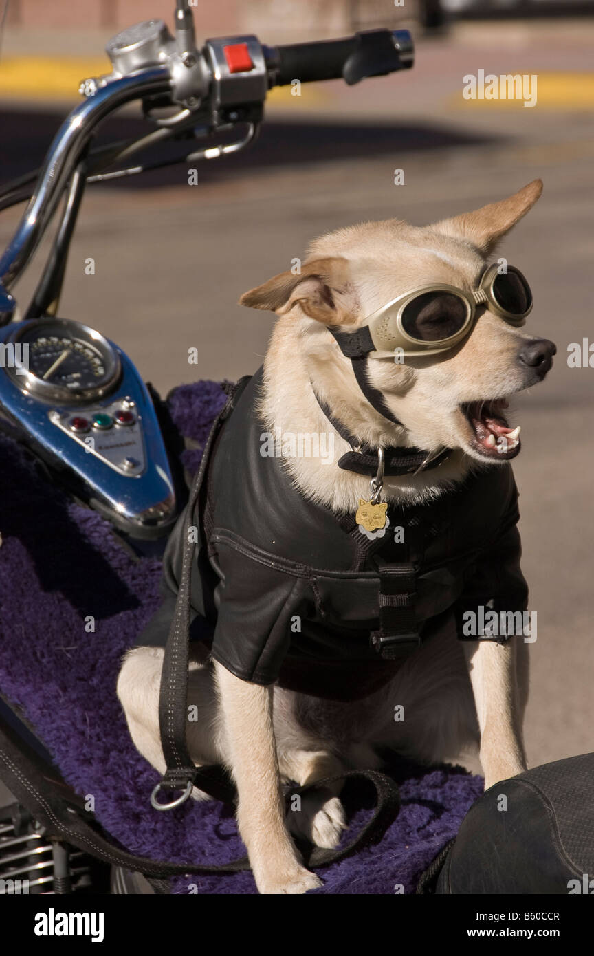 Dog motorcycle goggles hi res stock photography and images Alamy