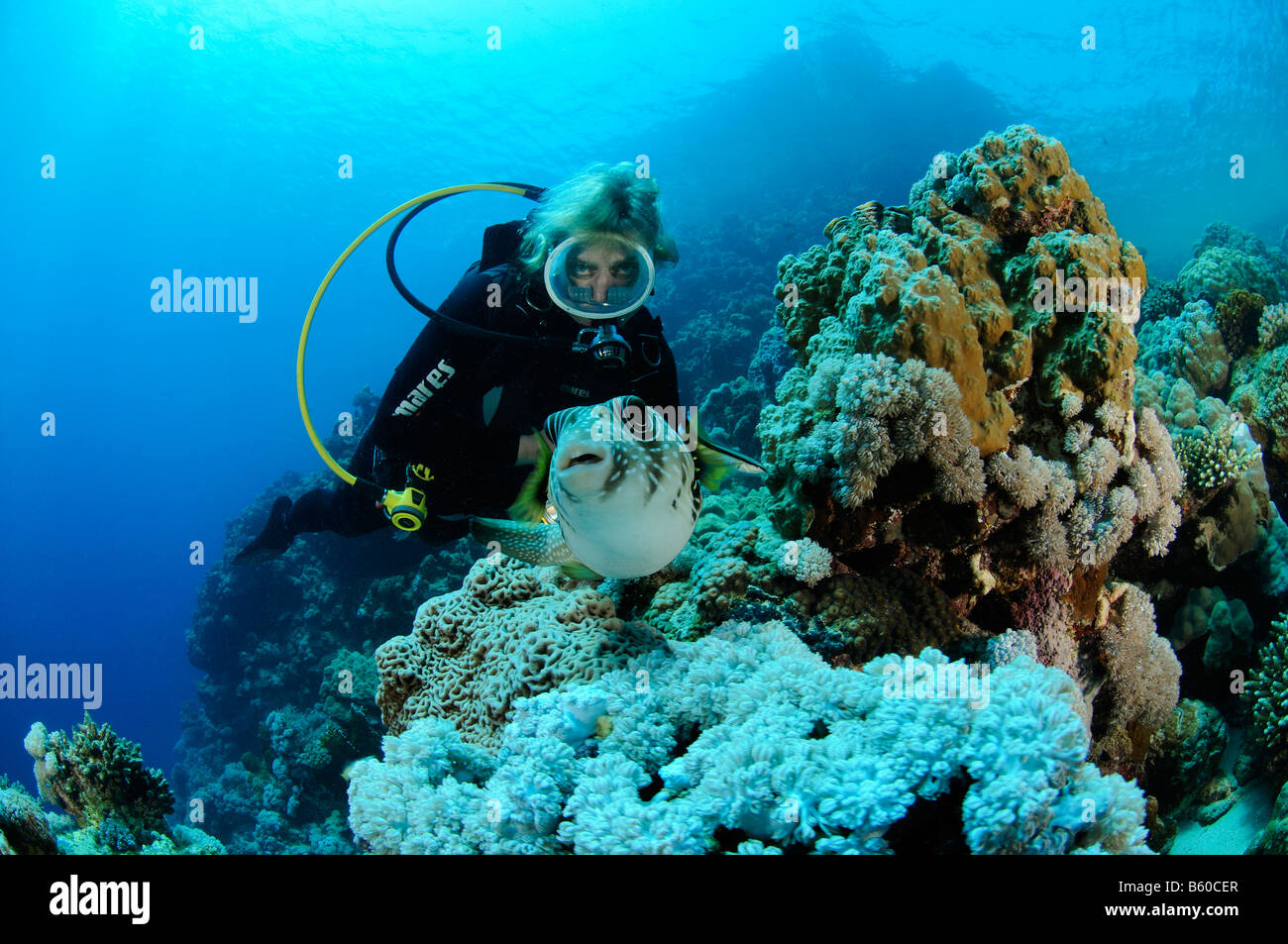 Arothron hispidus Ringed puffer, scuba diver with pufferfish, Red Sea Stock Photo