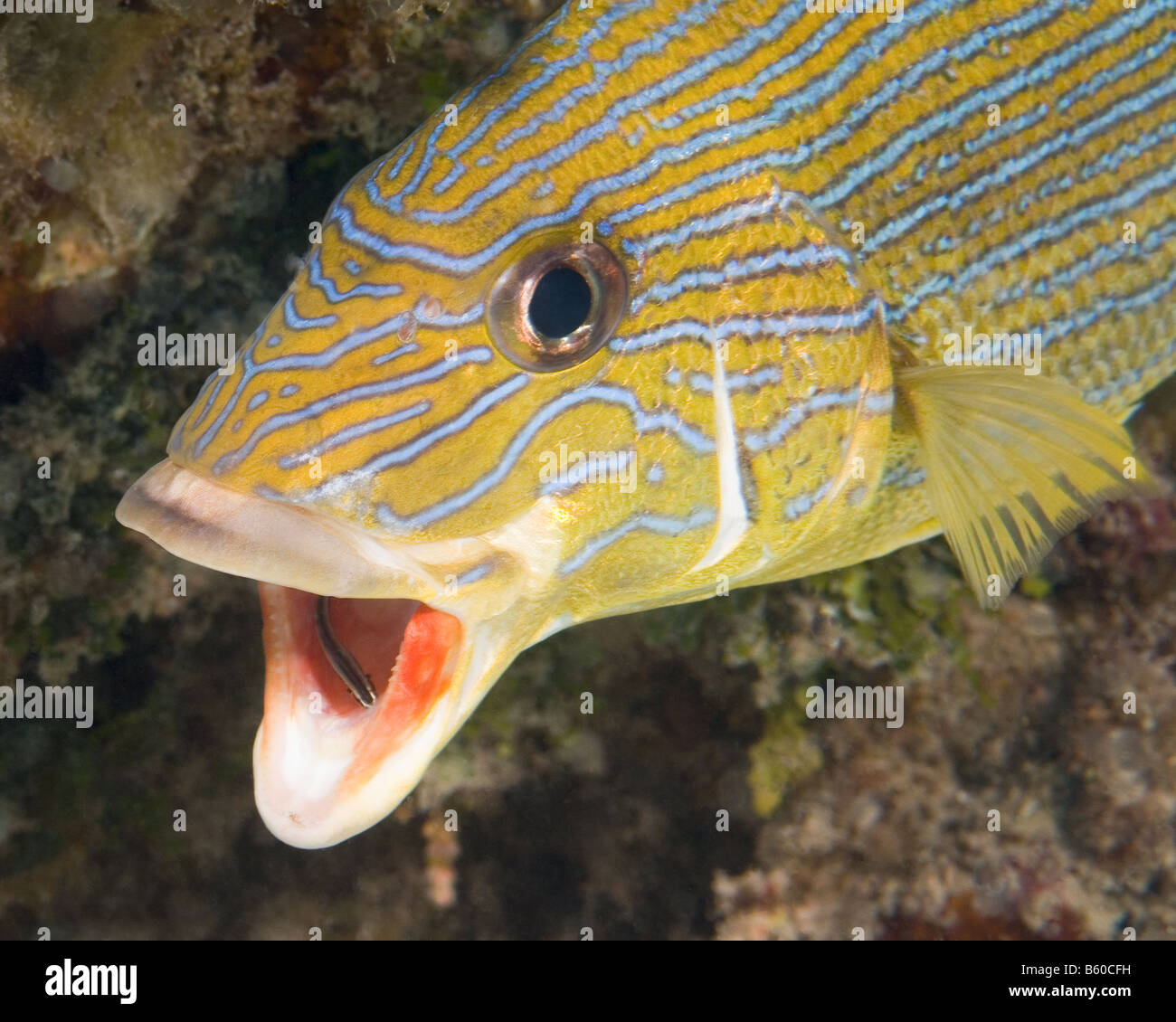 A Bluestriped Grunt holds steady over a cleaning station as a small cleaner fish scours the inside of the grunt's mouth. Stock Photo