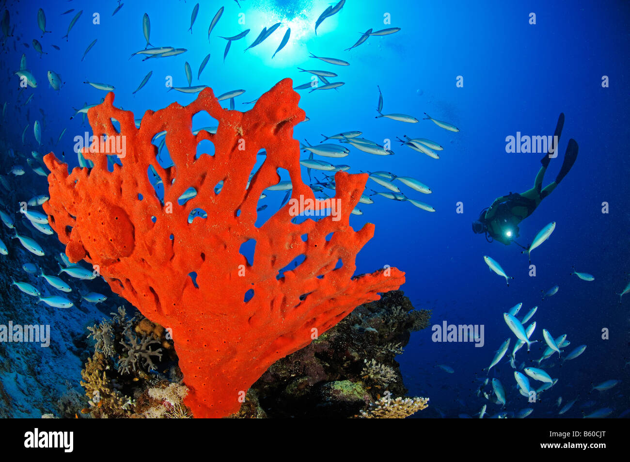 Latrunculia magnifica, Negombata magnifica,  red fire sponge and scuba diver, Red Sea Stock Photo
