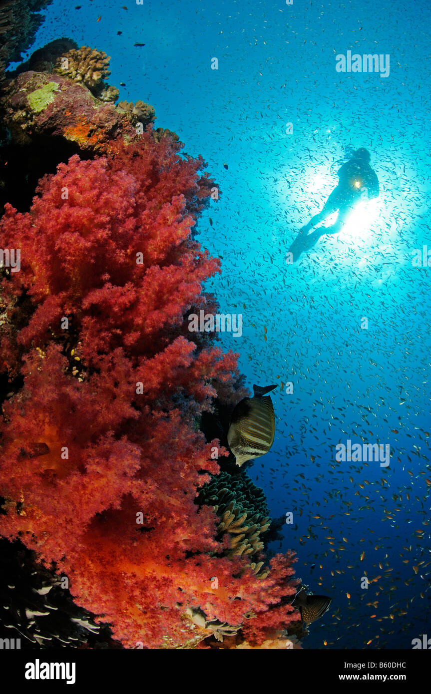 Dendronephthya sp. soft corals, glassfish and scuba diver, Red Sea Stock Photo