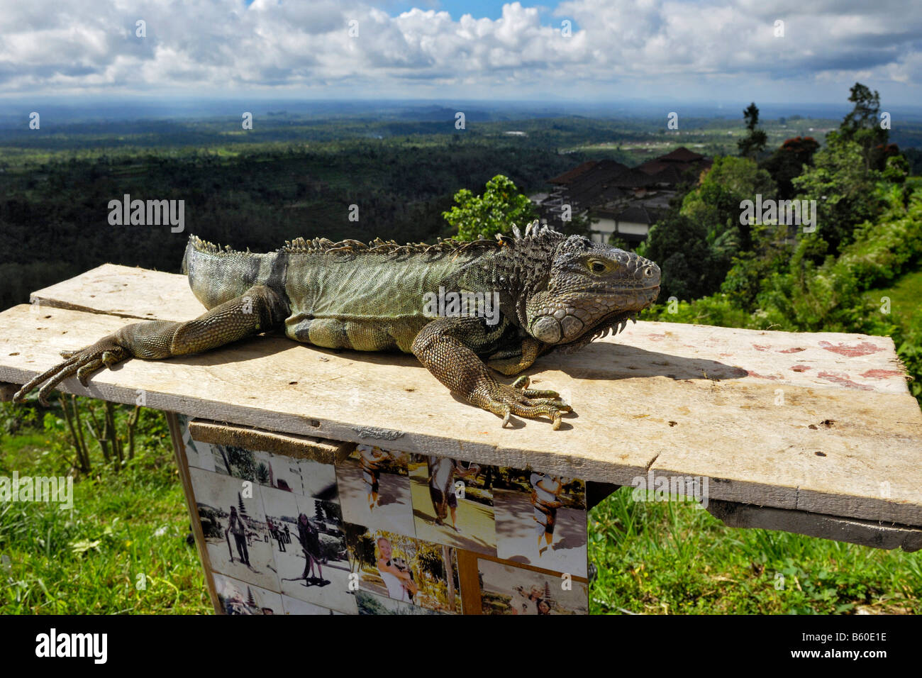 Iguana (Iguanidae) near Bedugul, Bali, Indonesia Stock Photo
