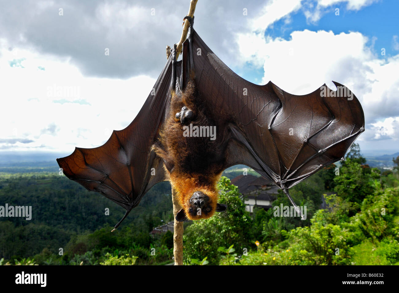 Indonesia fruit bats hires stock photography and images Alamy
