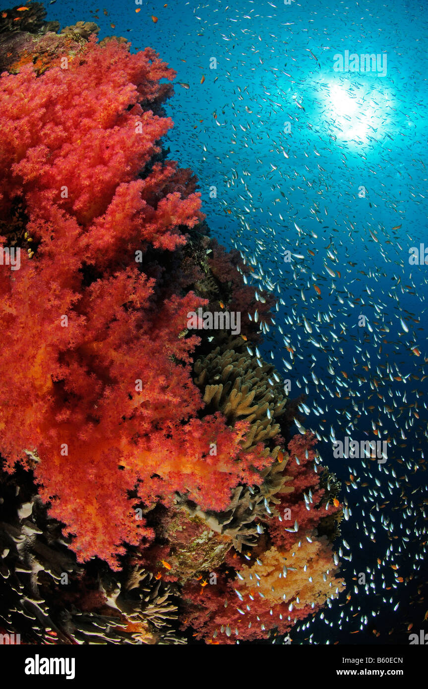 Dendronephthya sp. Soft corals and glassfish, Red Sea Stock Photo