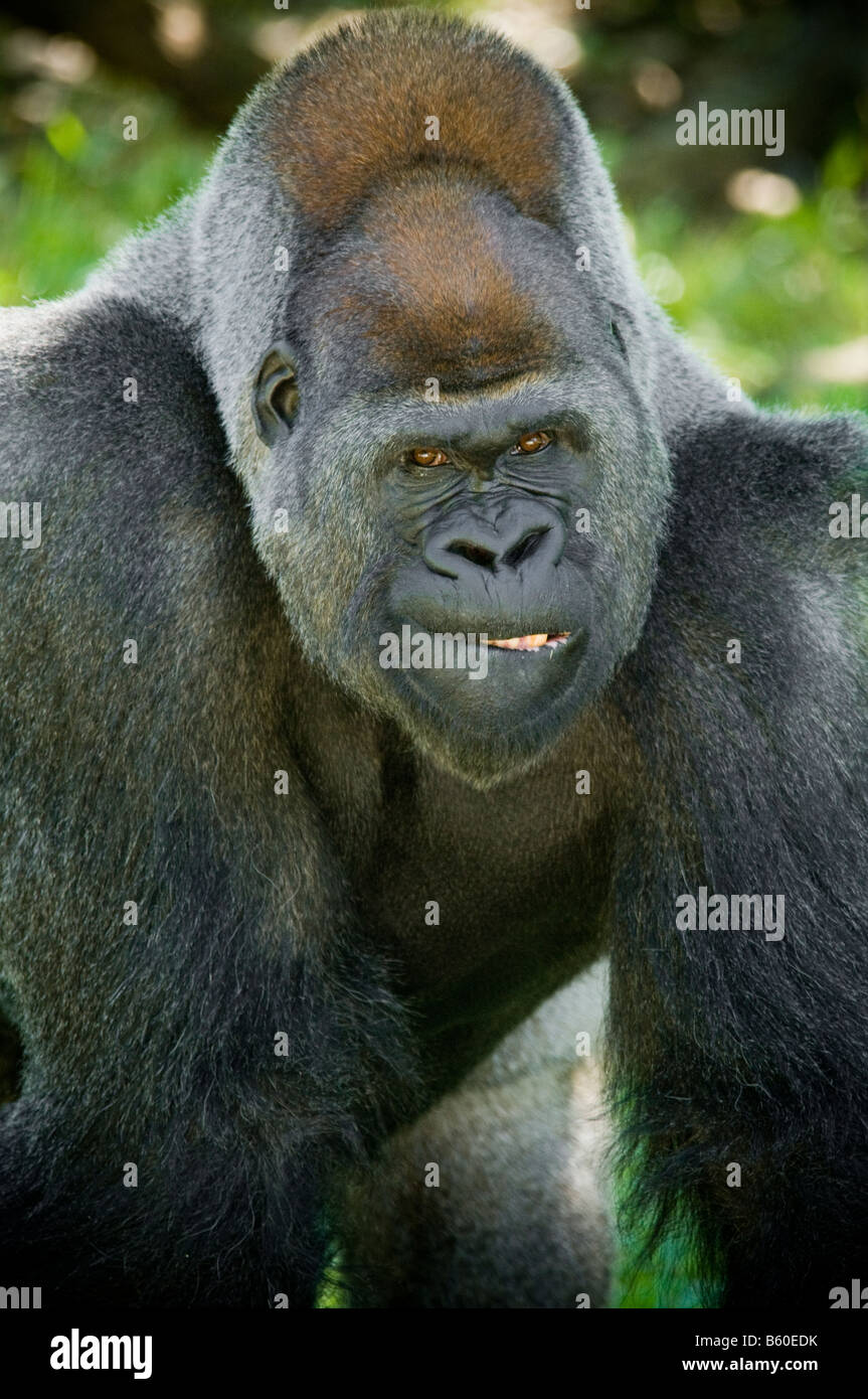 Silverback gorilla face hi-res stock photography and images - Alamy