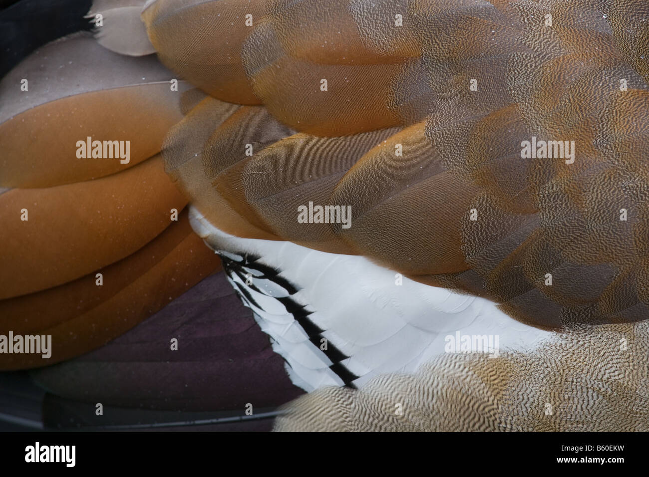 adult Egyptian Goose Alopochen aegyptiacus plumage Stock Photo