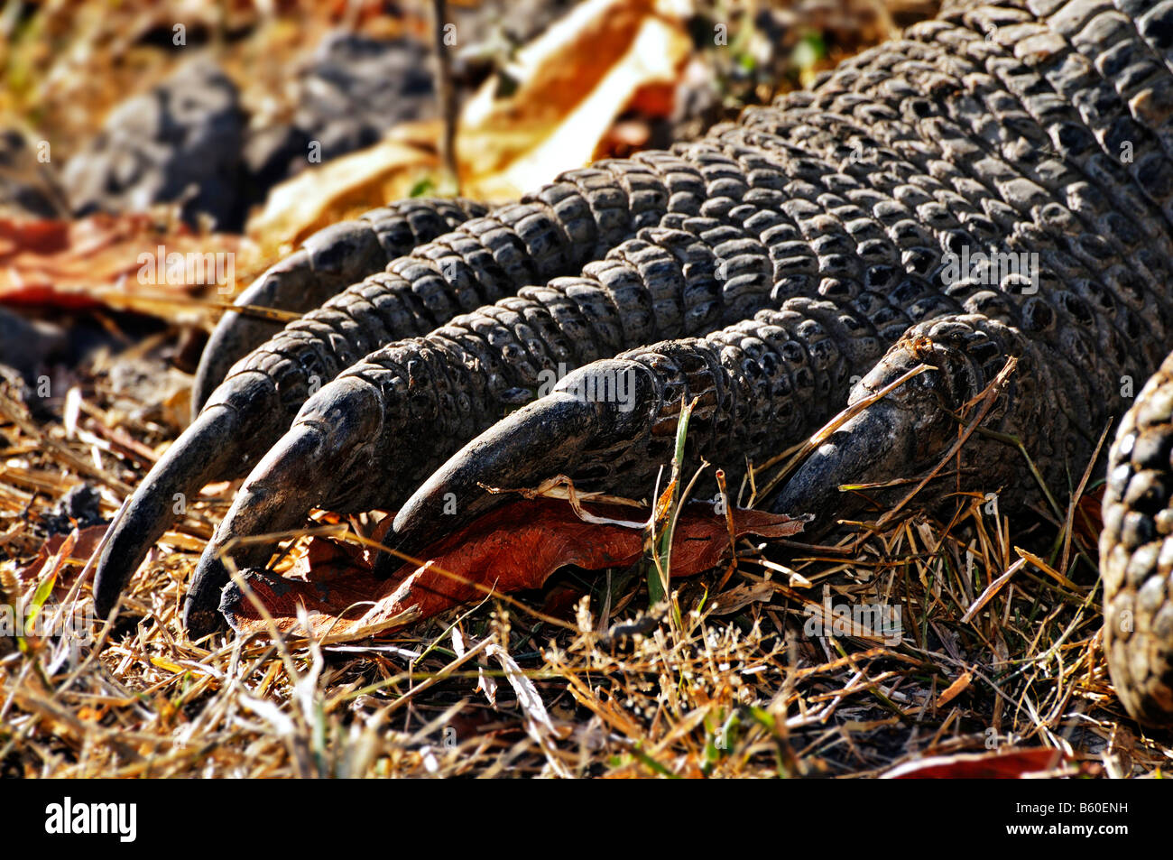 Claws of a Komodo Dragon (Varanus komodoensis), Komodo National Park ...