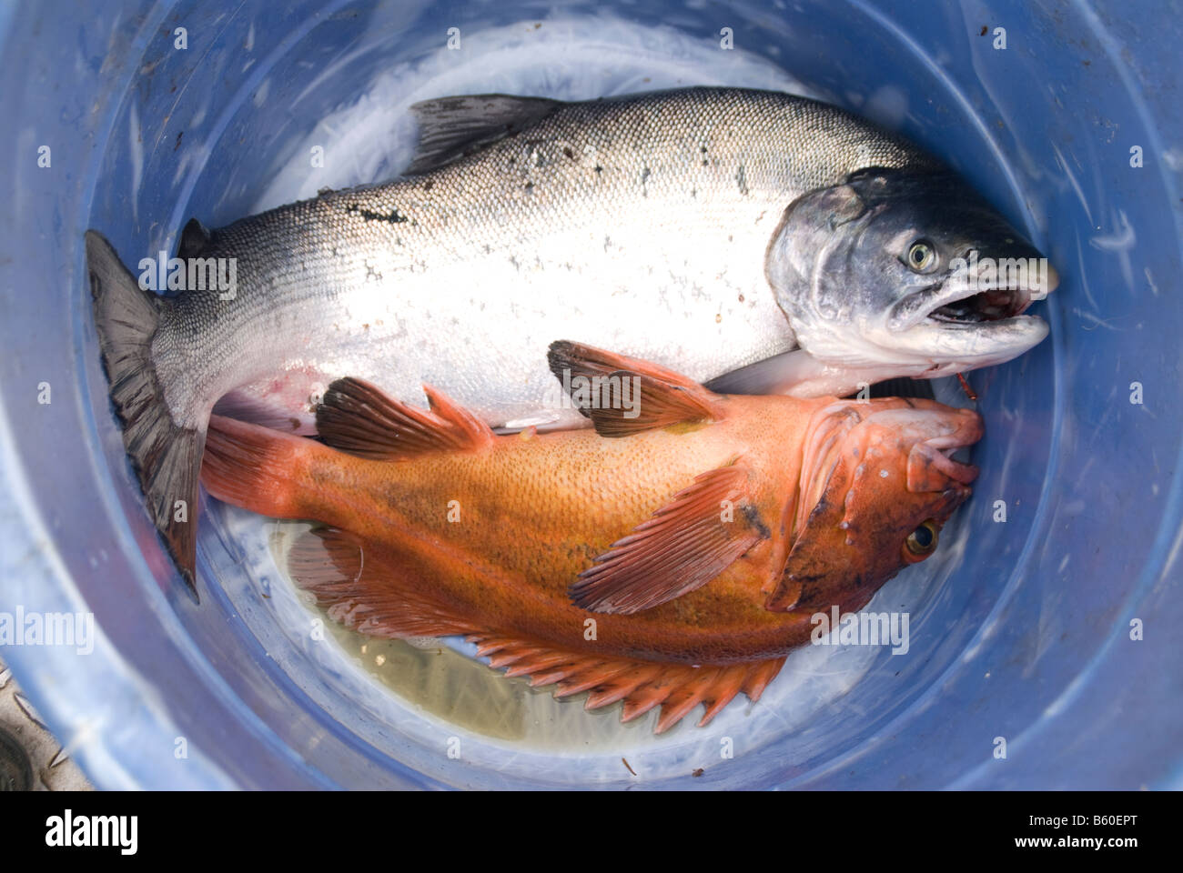 A Yelloweye Rockfish and a Silver salmon in a fish tub aboard a chartered sport fishing boat at Ravencroft Lodge near Valdez, AK Stock Photo