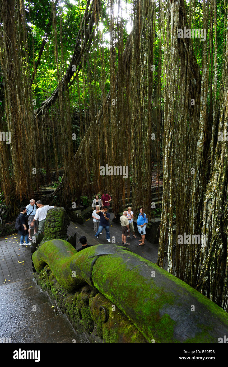 Stairs, banyan tree and tourists in the monkey forest, Ubud, Bali, Indonesia, Southeast Asia Stock Photo