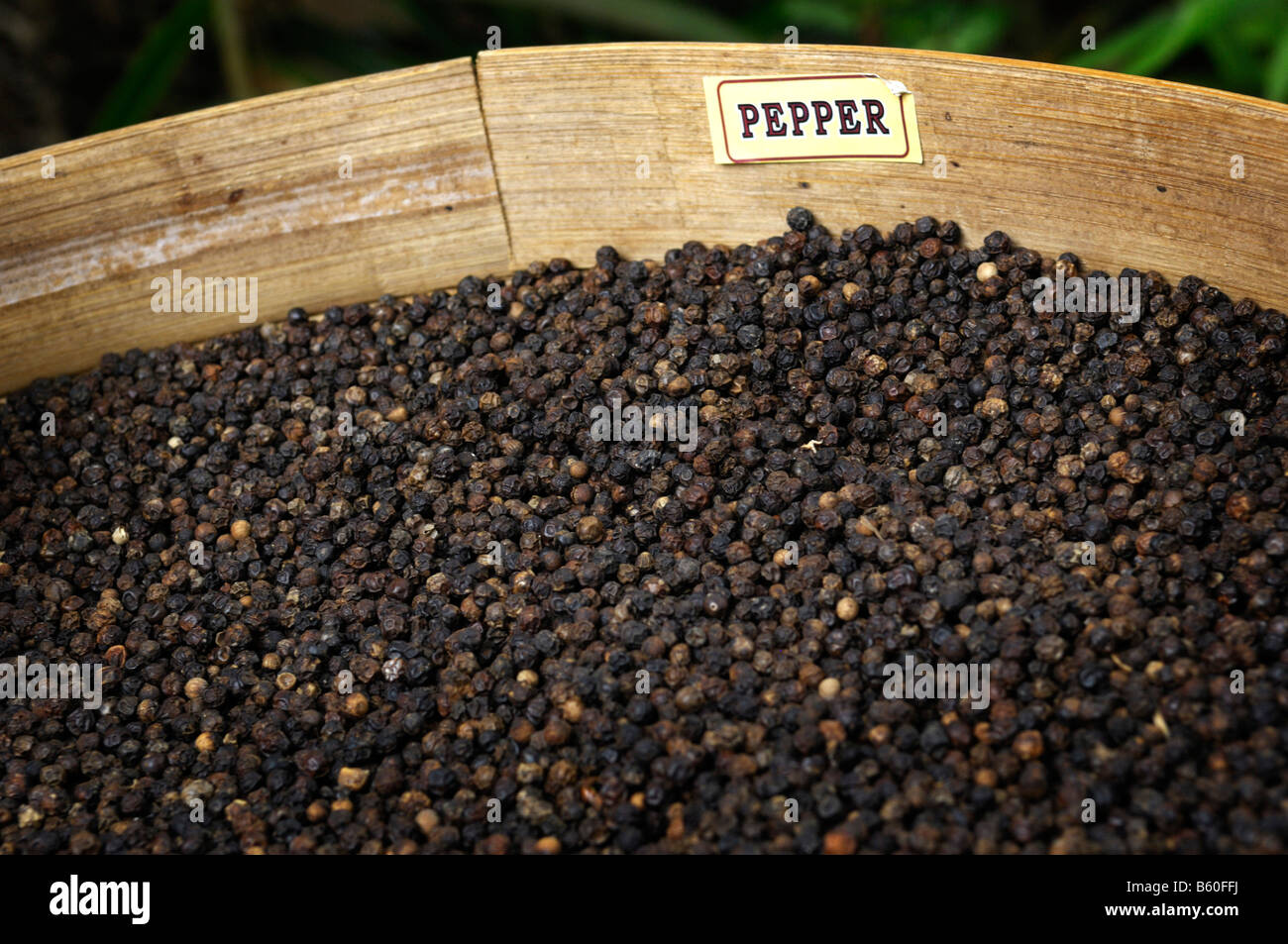 Pepper (Piperaceae), spice, Bali, Indonesia, Southeast Asia Stock Photo