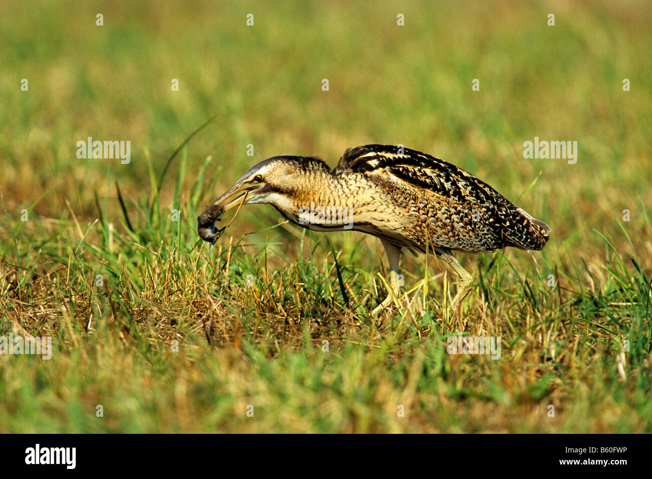 Eurasian Bittern or Great Bittern (Botaurus stellaris) with a mouse as ...