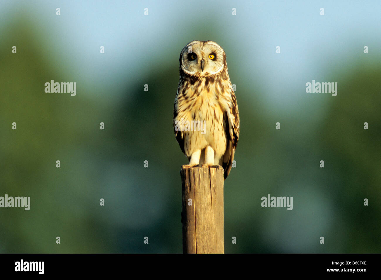 Shorteared Owl (Asio flammeus) sitting on a fence post, Hansag