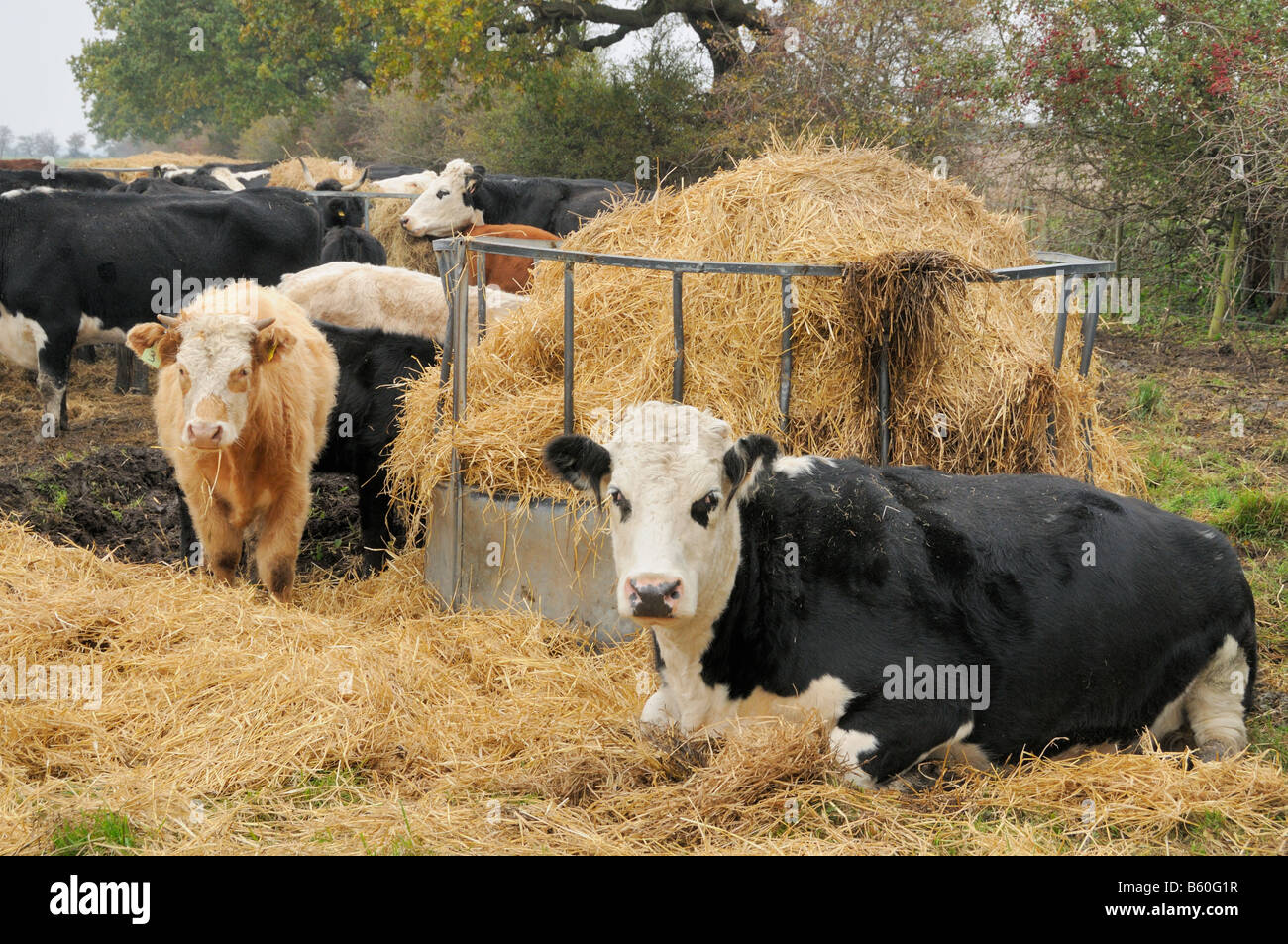 Hay Feeder Stock Photos Hay Feeder Stock Images Alamy