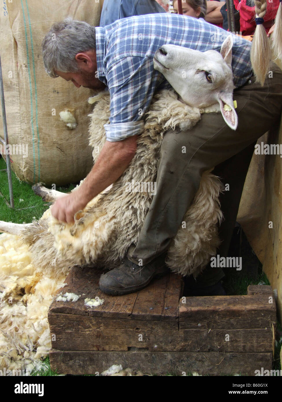 Sheep shear hires stock photography and images Alamy