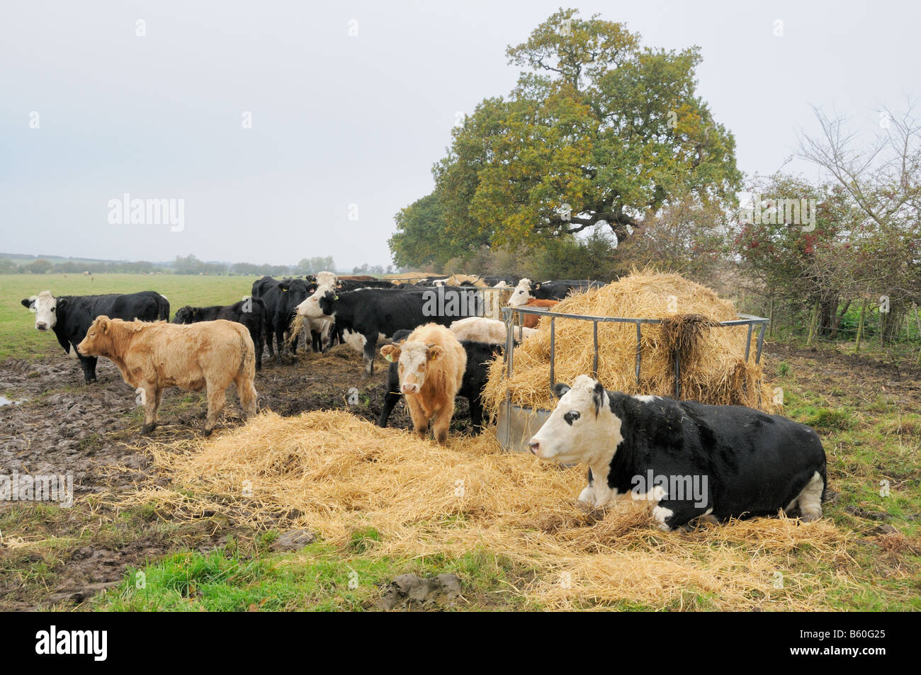 Beef cattle by hay feeder Norfolk UK November Stock Photo