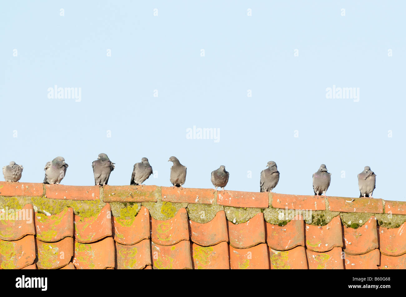 Feral pigeons columba livia nine birds perched on red tiled barn roof Norfolk UK October Stock Photo