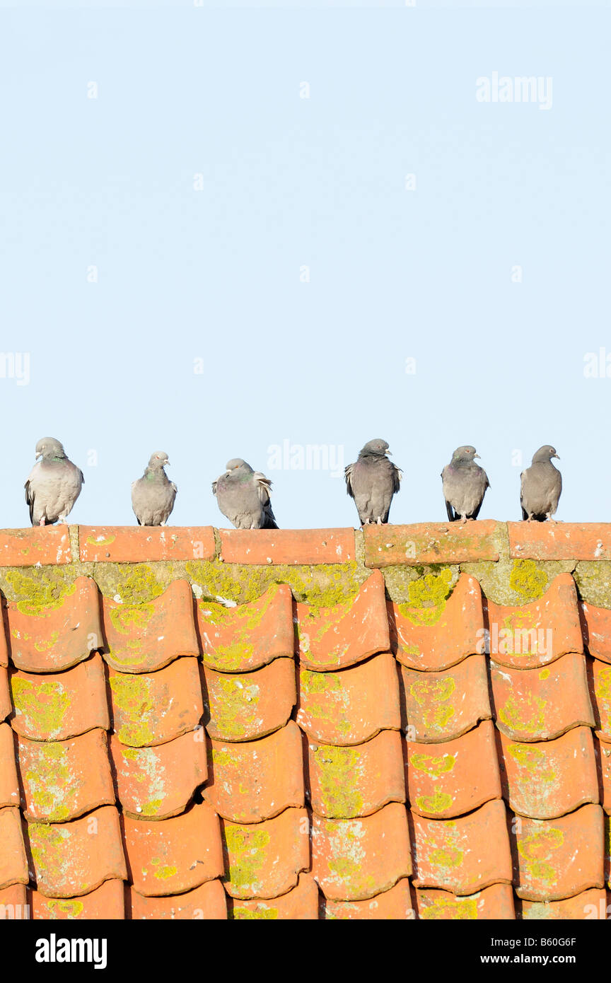 Feral pigeons columba livia six birds perched on red tiled barn roof Norfolk UK October Stock Photo