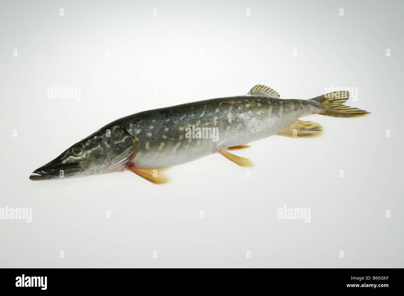 pike,freshwater fish Stock Photo