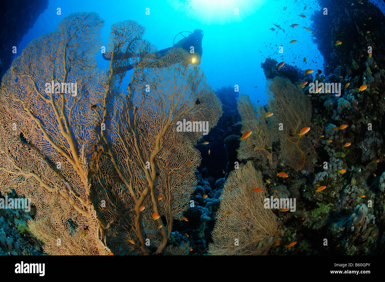 Subergorgia mollis Gorgonian sea fan with Anthias and scuba diver, Red Sea Stock Photo