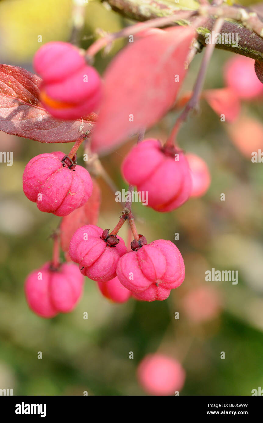 Spindle berries hires stock photography and images Alamy