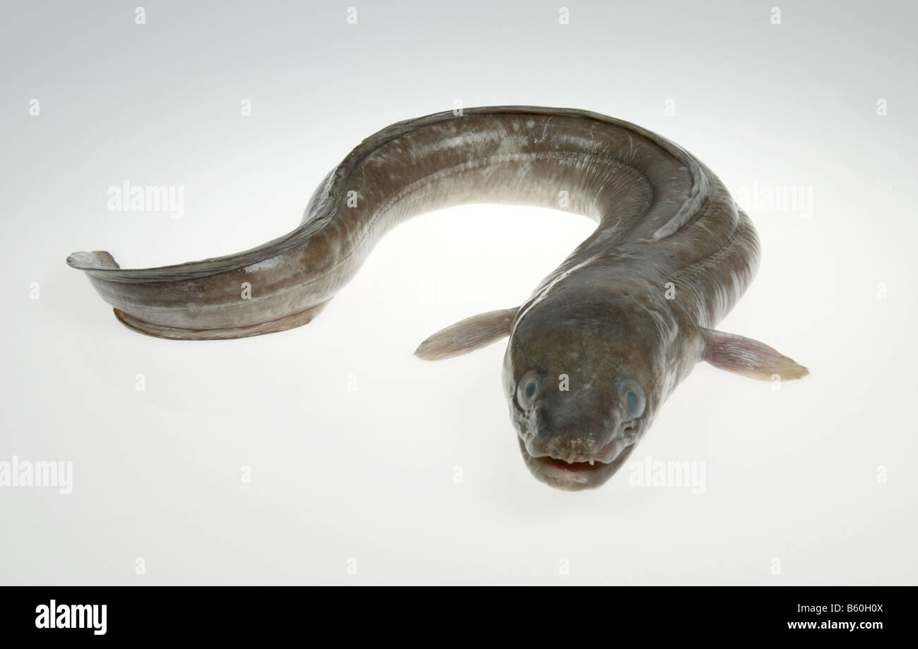 conger eel,seawater fish Stock Photo