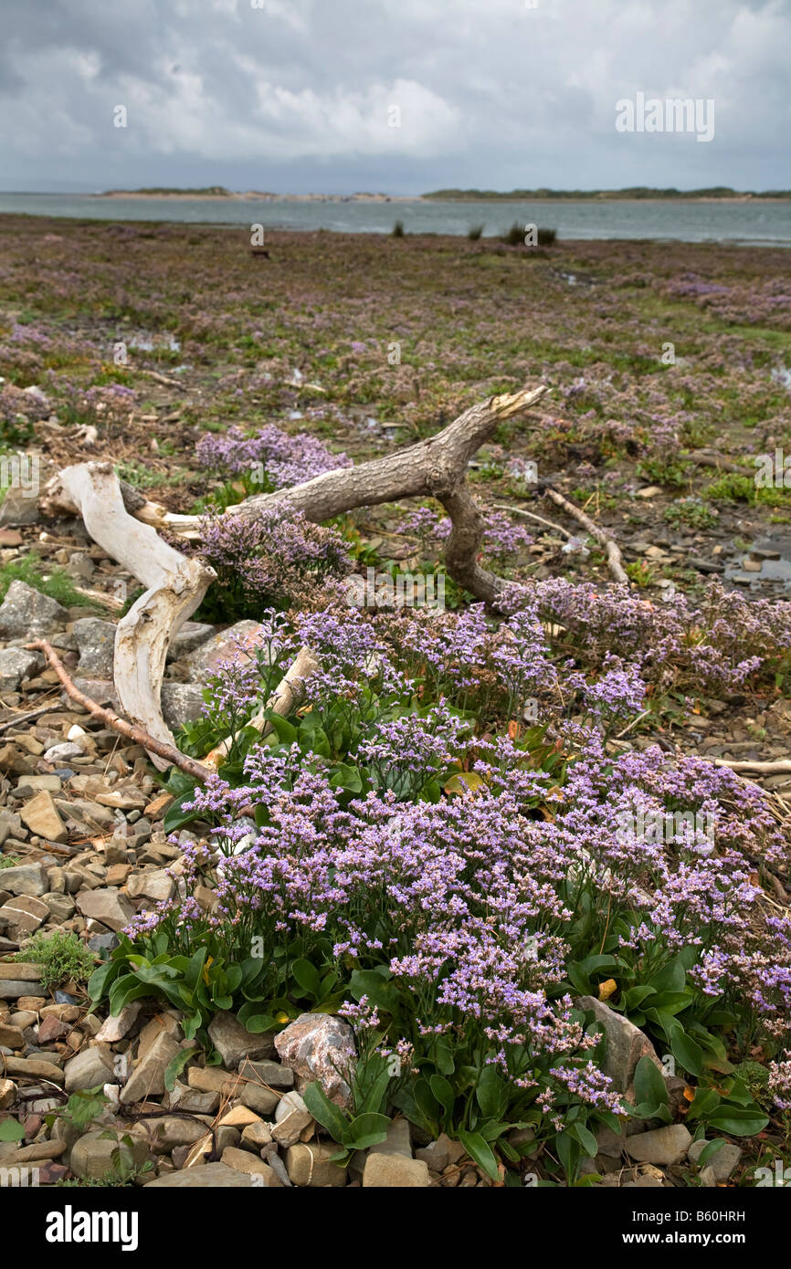 sea lavender Limonium vulgare taw estuary devon Stock Photo