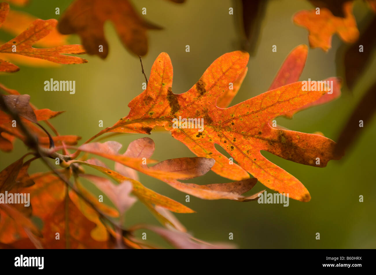 White Oak leaves in fall that have turned red Stock Photo
