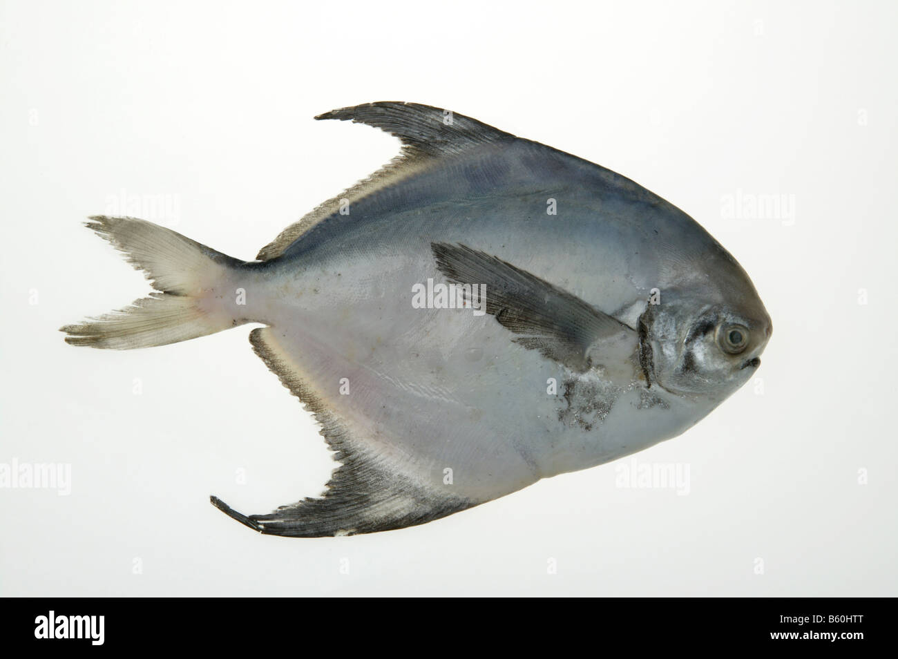 pomfret seawater fish Stock Photo