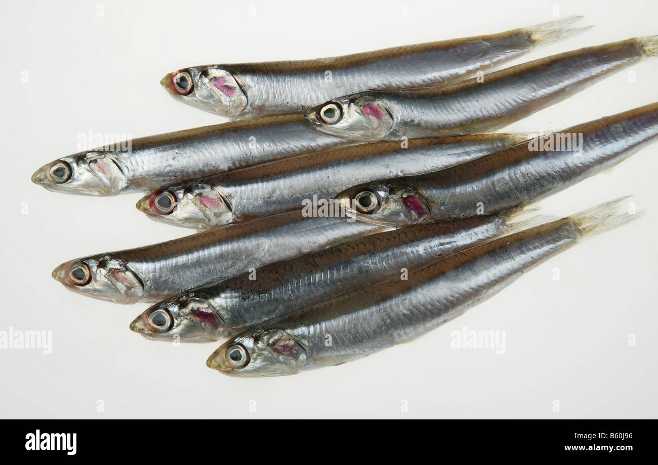 anchovy seawater fish Stock Photo